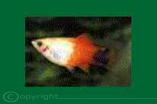 Micky Mouse PLaty