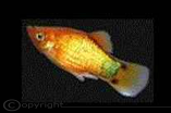 Platy orange