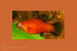 Platy Wegtail